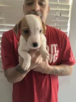 Shorty, a male Jack Russell Terrier for sale in San Rafael, CA – Photo 1 of 2