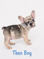 Theo AKC, a male French Bulldog for sale in Sterling Heights, MI – 7 of 10
