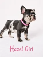 Hazel Akc, a female French Bulldog for sale in Sterling Heights, MI – 8 of 10