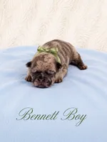 Bennett AKC, a male French Bulldog for sale in Sterling Heights, MI – 4 of 10