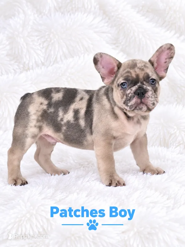 Patches AKC – French Bulldog puppy for sale in Sterling Heights, MI
