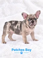 Patches AKC, a male French Bulldog for sale in Sterling Heights, MI – 1 of 10