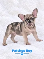 Patches AKC, a male French Bulldog for sale in Sterling Heights, MI – 2 of 10