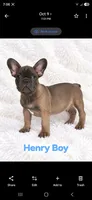 Henry AKC, a male French Bulldog for sale in Sterling Heights, MI – 6 of 9