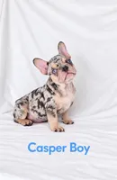 Casper Akc , a male French Bulldog for sale in Sterling Heights, MI – 2 of 10