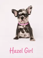 Hazel Akc, a female French Bulldog for sale in Sterling Heights, MI – 2 of 10