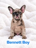Bennett AKC, a male French Bulldog for sale in Sterling Heights, MI – 3 of 10