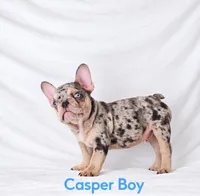 Casper Akc , a male French Bulldog for sale in Sterling Heights, MI – 3 of 10