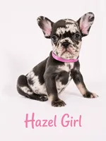 Hazel Akc, a female French Bulldog for sale in Sterling Heights, MI – 4 of 10
