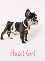 Hazel Akc, a female French Bulldog for sale in Sterling Heights, MI – 9 of 10