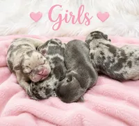 Litter of 6, a female French Bulldog for sale in Sterling Heights, MI – 3 of 8