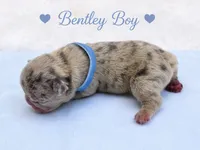 Bentley AKC, a male French Bulldog for sale in Sterling Heights, MI – 2 of 10