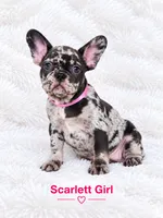 Scarlett AKC, a female French Bulldog for sale in Sterling Heights, MI – 8 of 10
