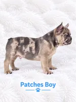 Patches AKC, a male French Bulldog for sale in Sterling Heights, MI – 5 of 10