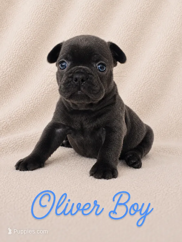 Oliver AKC – French Bulldog puppy for sale in Sterling Heights, MI