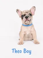 Theo AKC, a male French Bulldog for sale in Sterling Heights, MI – 5 of 10