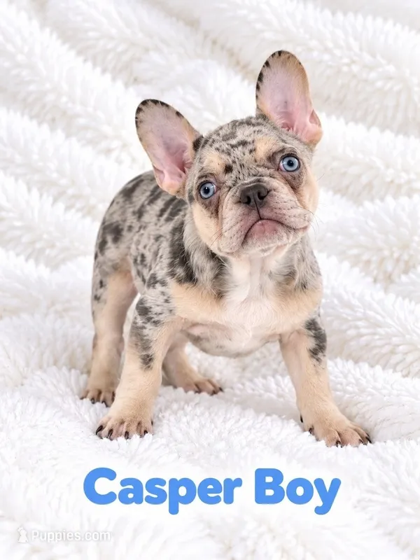 Casper Akc  – French Bulldog puppy for sale in Sterling Heights, MI
