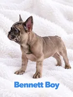 Bennett AKC, a male French Bulldog for sale in Sterling Heights, MI – 4 of 10
