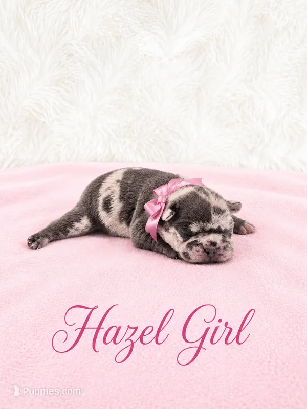 Hazel Akc – French Bulldog puppy for sale in Sterling Heights, MI