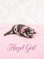 Hazel Akc, a female French Bulldog for sale in Sterling Heights, MI – 5 of 10