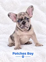 Patches AKC, a male French Bulldog for sale in Sterling Heights, MI – 8 of 10