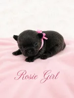 Rosie AKC, a female French Bulldog for sale in Sterling Heights, MI – 6 of 10