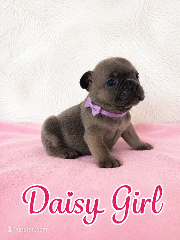Daisy AKC – French Bulldog puppy for sale in Sterling Heights, MI