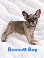Bennett AKC, a male French Bulldog for sale in Sterling Heights, MI – 5 of 10