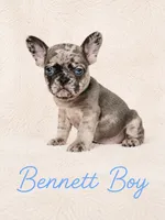 Bennett AKC, a male French Bulldog for sale in Sterling Heights, MI – 5 of 10