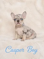 Casper Akc , a male French Bulldog for sale in Sterling Heights, MI – 6 of 10