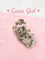 Luna AKC, a female French Bulldog for sale in Sterling Heights, MI – 5 of 10