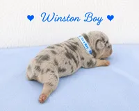 Winston AKC, a male French Bulldog for sale in Sterling Heights, MI – 6 of 10