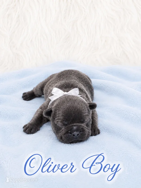 Oliver AKC – French Bulldog puppy for sale in Sterling Heights, MI