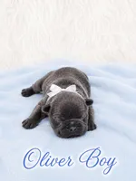 Oliver AKC, a male French Bulldog for sale in Sterling Heights, MI – 1 of 10