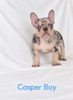 Casper Akc , a male French Bulldog for sale in Sterling Heights, MI – 10 of 10