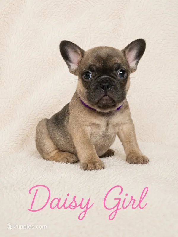 Daisy AKC – French Bulldog puppy for sale in Sterling Heights, MI