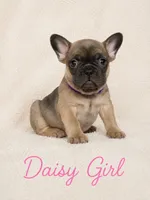 Daisy AKC, a female French Bulldog for sale in Sterling Heights, MI – 1 of 10