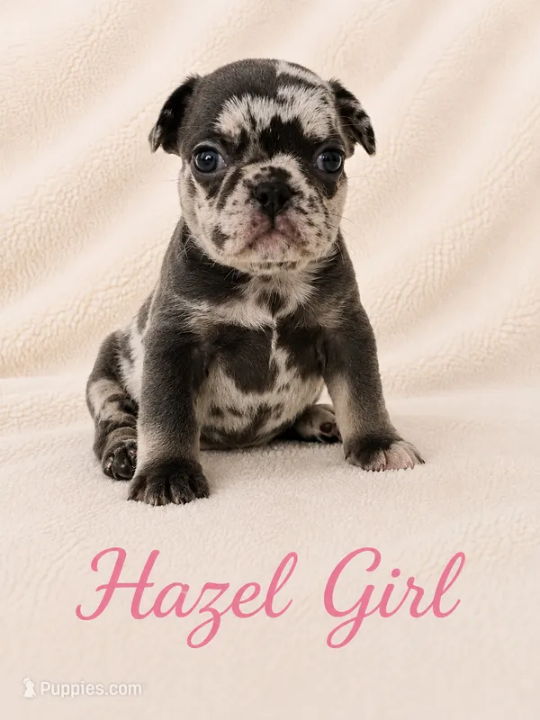 Hazel Akc – French Bulldog puppy for sale in Sterling Heights, MI