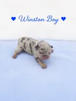 Winston AKC, a male French Bulldog for sale in Sterling Heights, MI – 3 of 10