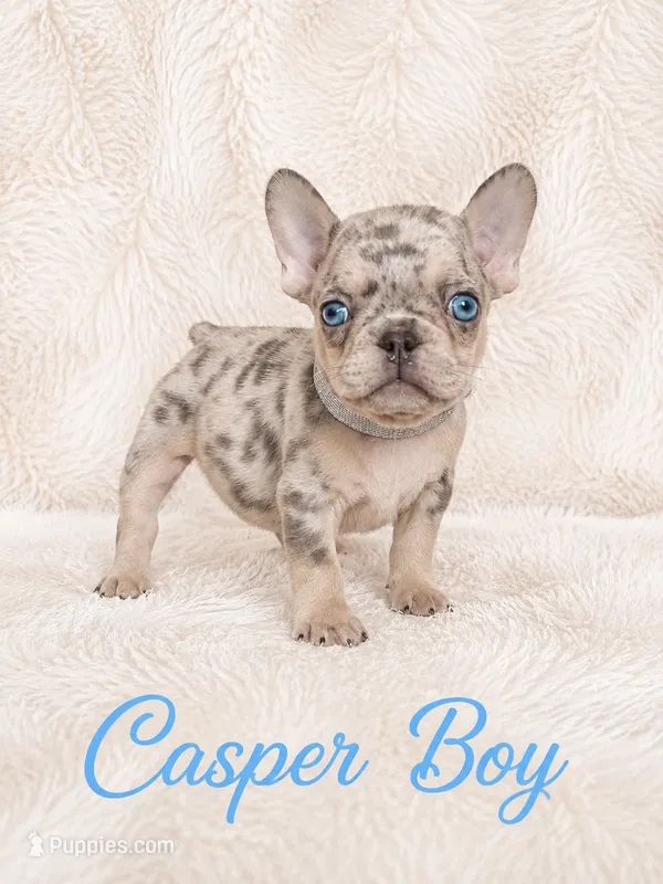 Casper Akc  – French Bulldog puppy for sale in Sterling Heights, MI