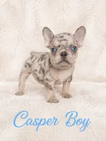Casper Akc , a male French Bulldog for sale in Sterling Heights, MI – 1 of 10