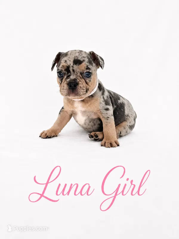Luna AKC – French Bulldog puppy for sale in Sterling Heights, MI