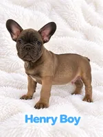 Henry AKC, a male French Bulldog for sale in Sterling Heights, MI – 5 of 9