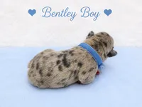Bentley AKC, a male French Bulldog for sale in Sterling Heights, MI – 6 of 10