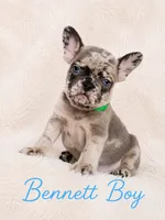 Bennett AKC, a male French Bulldog for sale in Sterling Heights, MI – 6 of 10
