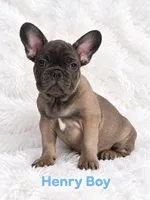 Henry AKC, a male French Bulldog for sale in Sterling Heights, MI – 7 of 9
