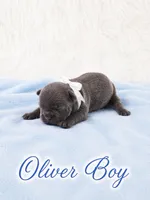 Oliver AKC, a male French Bulldog for sale in Sterling Heights, MI – 3 of 10