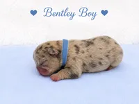 Bentley AKC, a male French Bulldog for sale in Sterling Heights, MI – 5 of 10