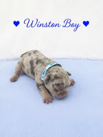 Winston AKC, a male French Bulldog for sale in Sterling Heights, MI – 4 of 10