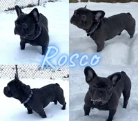 Rosie AKC, a female French Bulldog for sale in Sterling Heights, MI – 8 of 10